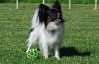 Papillon Antoinette Alice