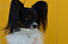 Antoinette Alice Belle Paw