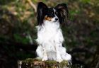 Papillon Beatrice Beky Belle Paw